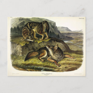 Prairie Varg (Coyote) från Audubon's Quadrupeds Vykort