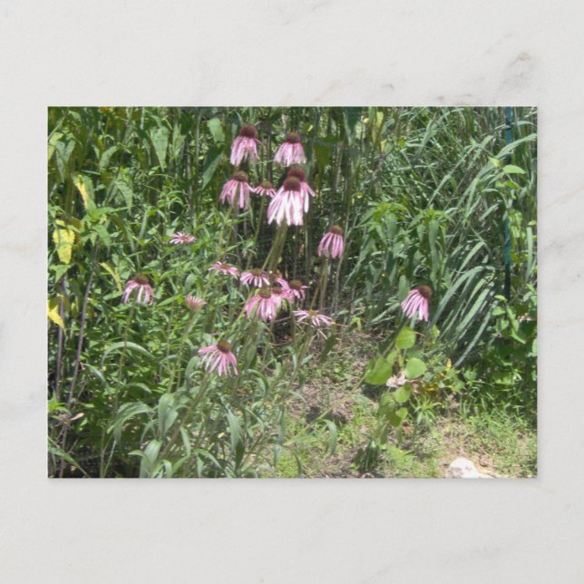 Prairie Views Vykort (Framsida)