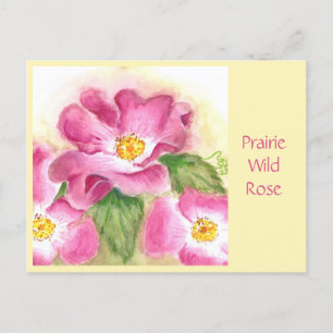 Prairie Vild Ro-vykort Vykort