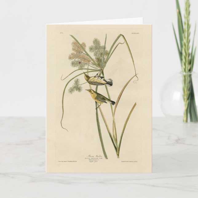 Prairie Warbler från Audubon's Birds of America Kort (Framsida)