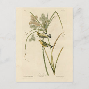 Prairie Warbler från Audubon's Birds of America Vykort