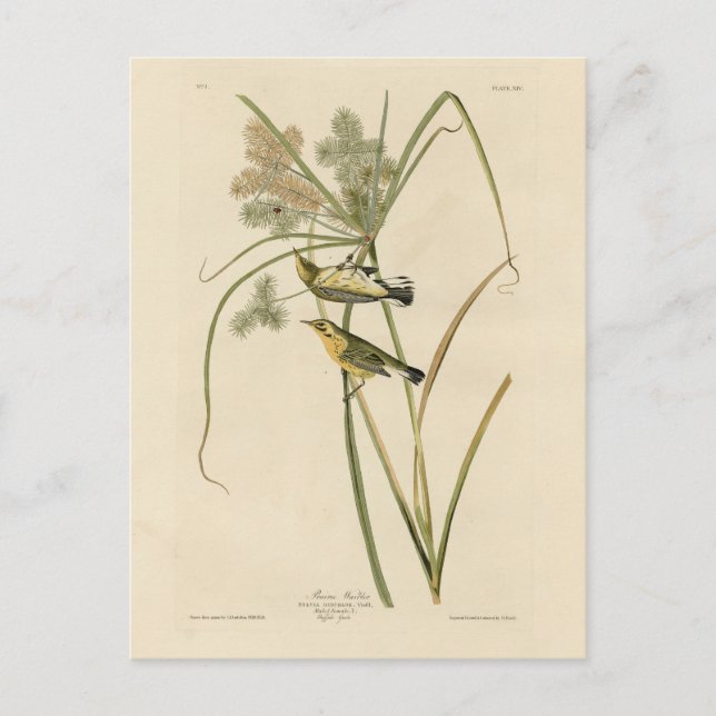 Prairie Warbler från Audubon's Birds of America Vykort (Framsida)