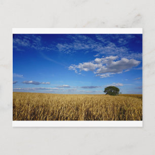 Prairie Wheat och himlar Vykort