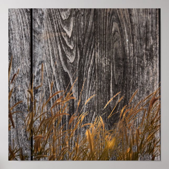 Prairie Wheat on Barn Board Poster (Framsidan)