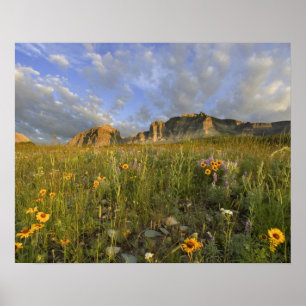 Prairie Wildblommor i Glacier Valley på Poster