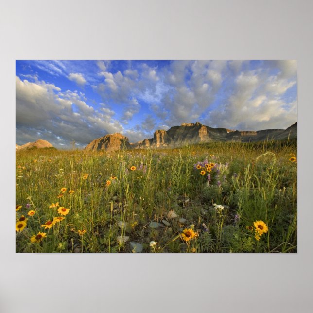 Prairie Wildblommor på Windy Bäck i De många Poster (Framsidan)