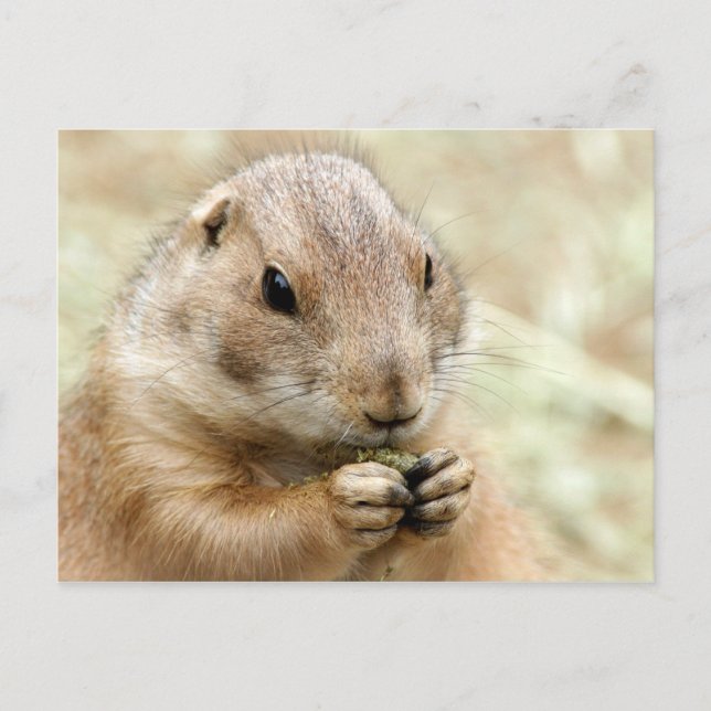 Prairiedog vykort (Framsida)