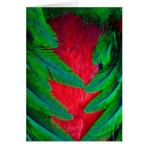 Praktfull quetzal fjäderdesign hälsningskort