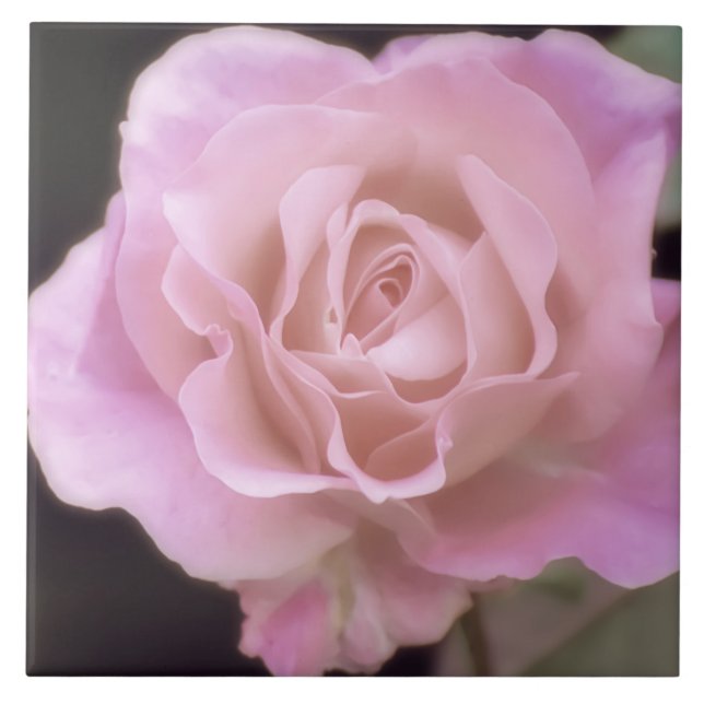 Praktfull rosa ros kakelplatta (Framsidan)