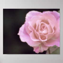 Praktfull rosa ros poster