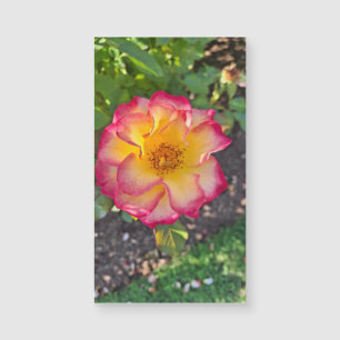 Praktfull Rosa Sommarblomning