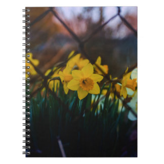 Praktfulla konstfoto på narcissus Spiralblock