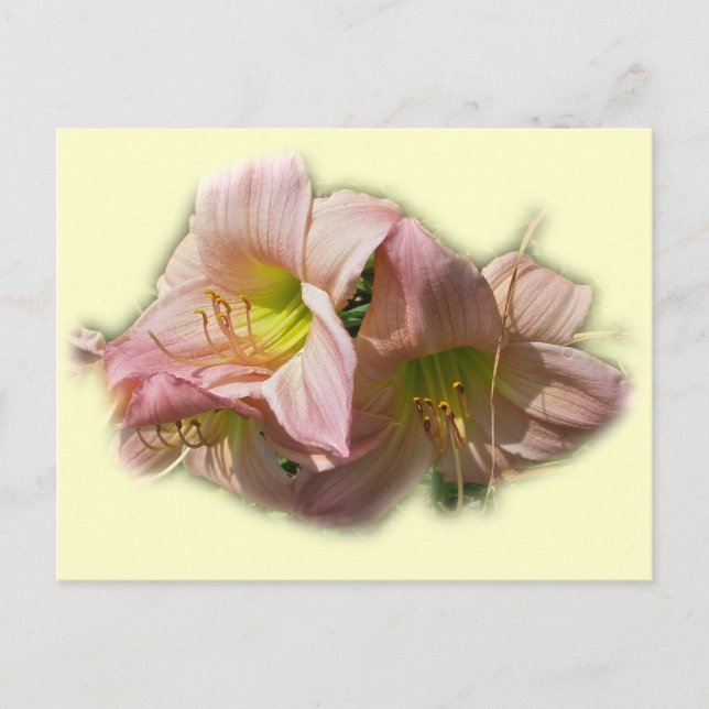 Praktfulla rosa dagliljor vykort (Framsida)