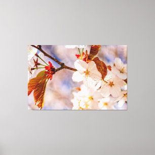 Praktfulla Sakura-blommor. Hanami-säsongen på våre Canvastryck