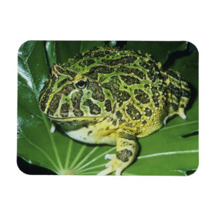 Praktig Hornad Groda, (Ceratophrys ornata), Magnet