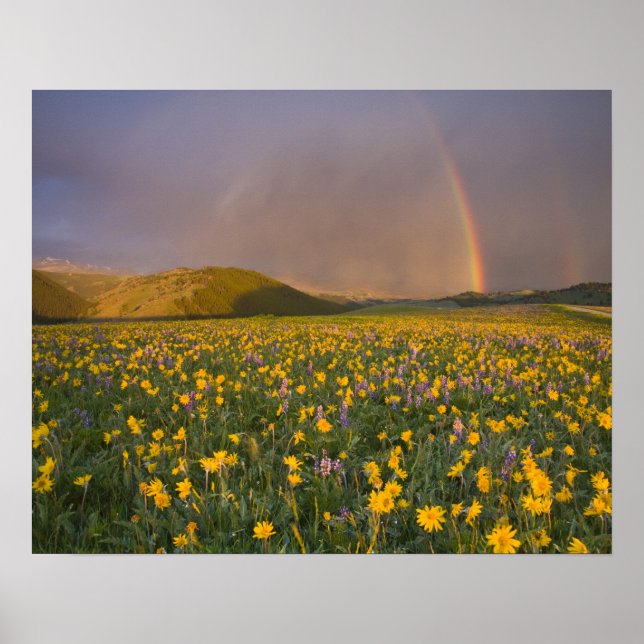 Praktisk äng med vilda blommor vid soluppgång i 2 poster (Framsidan)