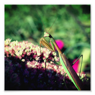 Praktiska Mantis på Sedum Flower Close Up 8x8 Fototryck