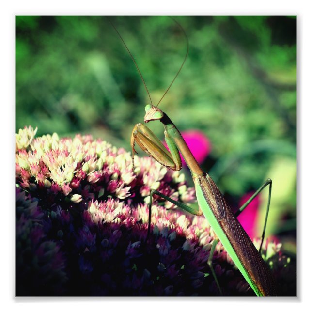 Praktiska Mantis på Sedum Flower Close Up 8x8 Fototryck (Framsidan)
