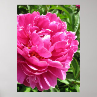 Praktiskt taget Perfekt Peony Poster