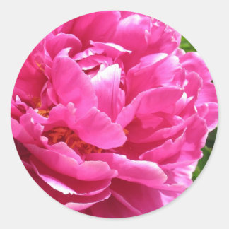Praktiskt taget Perfekt Peony Runt Klistermärke