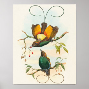 Praktparadisfågel av John Gould Poster