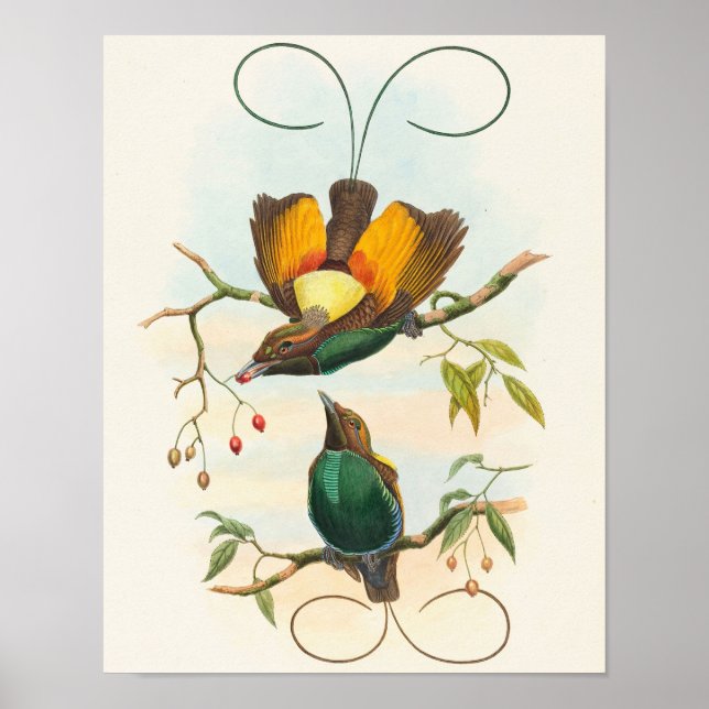 Praktparadisfågel av John Gould Poster (Framsidan)