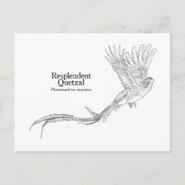 Praktquetzal Vykort