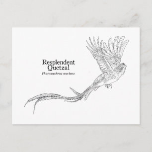 Praktquetzal Vykort
