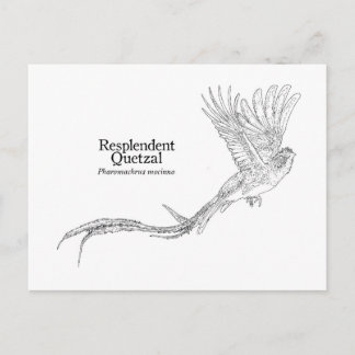 Praktquetzal Vykort