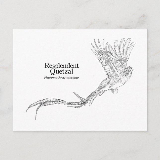 Praktquetzal Vykort (Framsida)