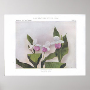 Prålig Dam-Häftklammermatare - Cypripediumreginae Poster