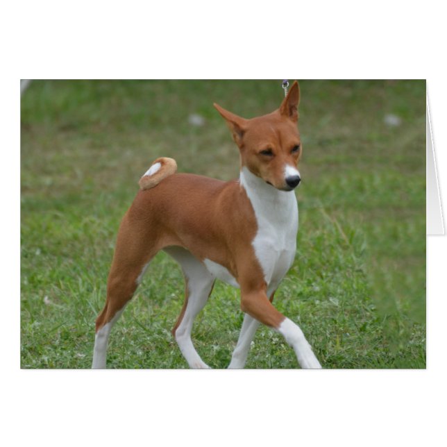 Prancing Basenji Hund Hälsningskort (Framsidan Horizontal)