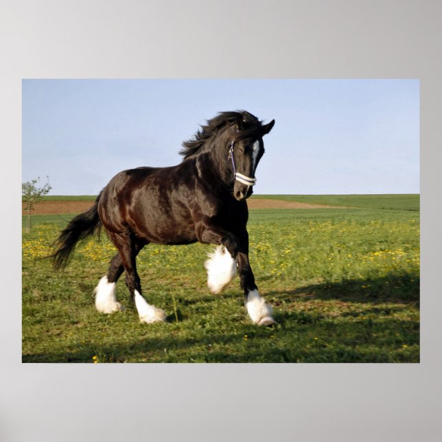 Prancing Clydesdale Poster (Framsidan)