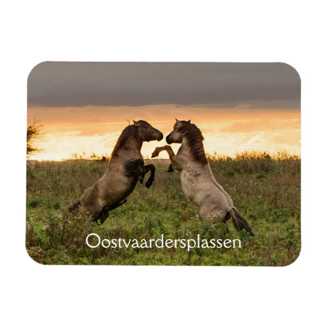 Prancing vild horse in Oostvaardersplassen magnet (Horisontell)