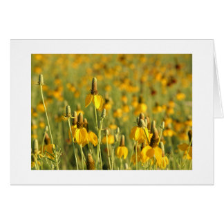 Prärie Coneflowers Hälsningskort