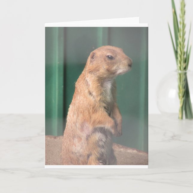 Prarie hund. kort (Framsida)
