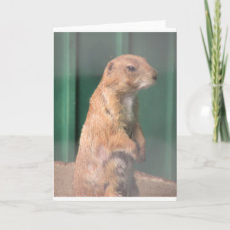 Prarie hund. kort