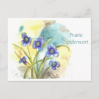 Prärie Tradescantia vykort