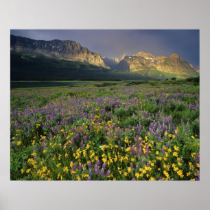 Prärieblommor fyller äng nära sjö poster