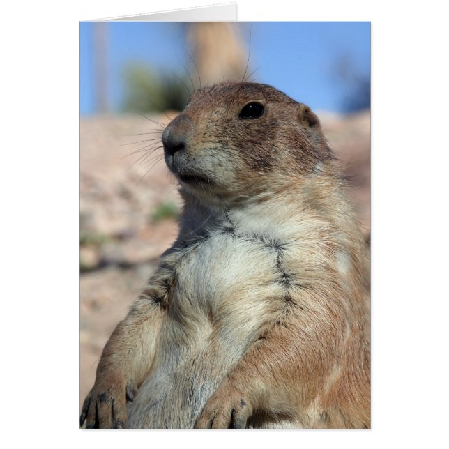 "Präriefölje" kort.  Skräddarsy mig! Hälsningskort (Framsidan)