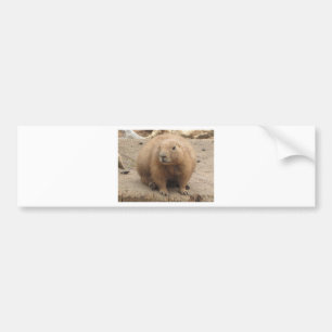 präriehund bildekal