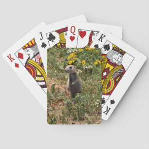Präriehund Casinokort