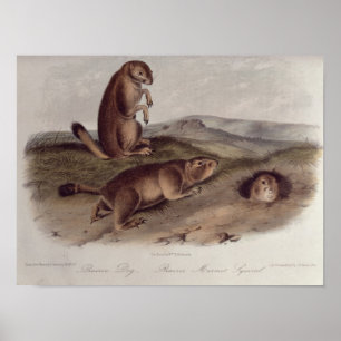 Präriehund från 'Quadrupeds av North America Poster