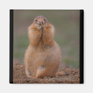 Präriehund Magnet