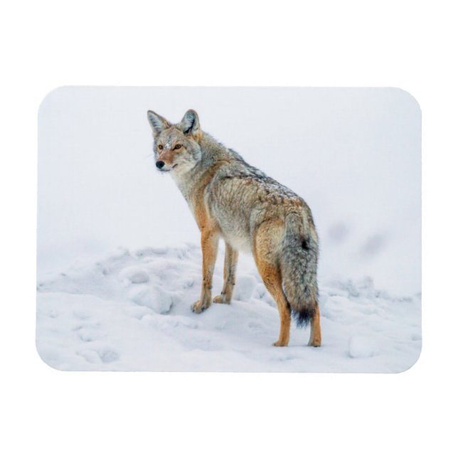 Prärievarg på vakt i snö magnet (Horisontell)