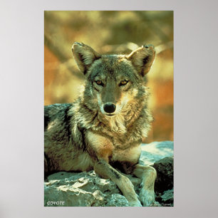 Prärievarg Poster