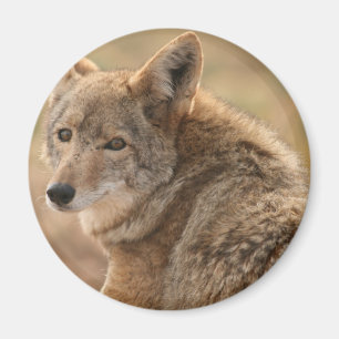 Prärievargmagnet Magnet