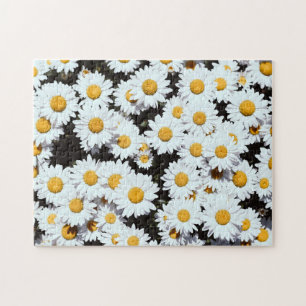 Prästkragar Blommor Blomning Natur Pussel