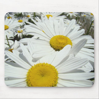 Prästkragar Blommor musmatt Vit Prästkrage gåvor Musmatta