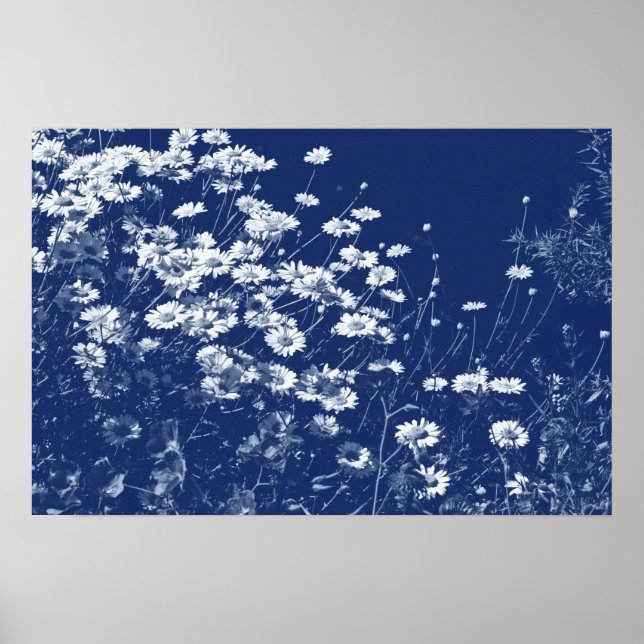 Prästkragar - Cyanotypieffekt Poster (Framsidan)